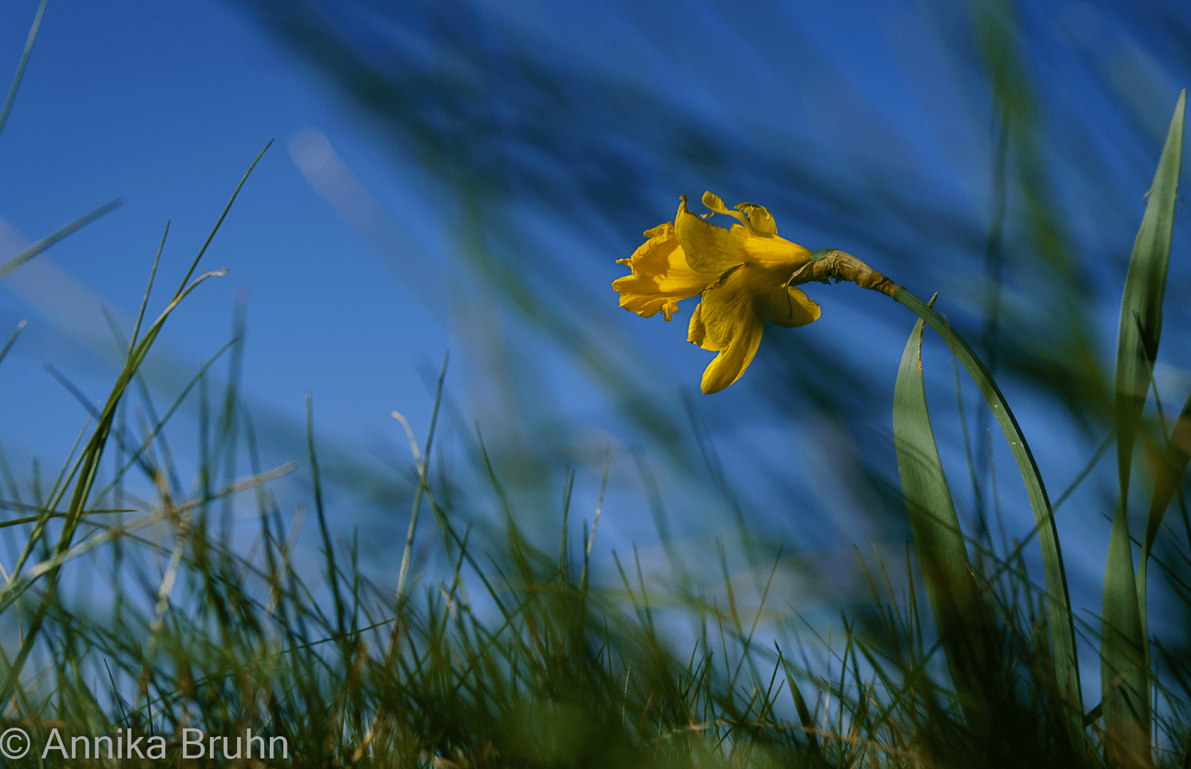 Narzisse auf dem Feld!